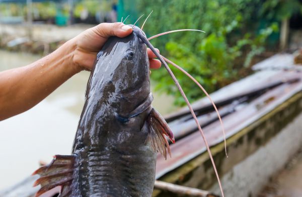 Kỹ thuật nuôi cá lăng