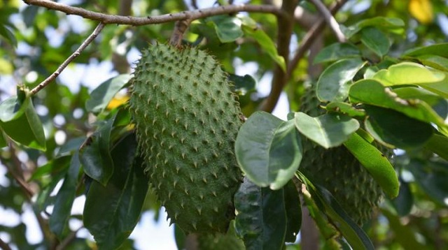 Mãng cầu xiêm được trồng nhiều ở miền Nam