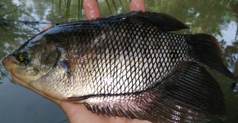 gỏi cá Biên Hòa