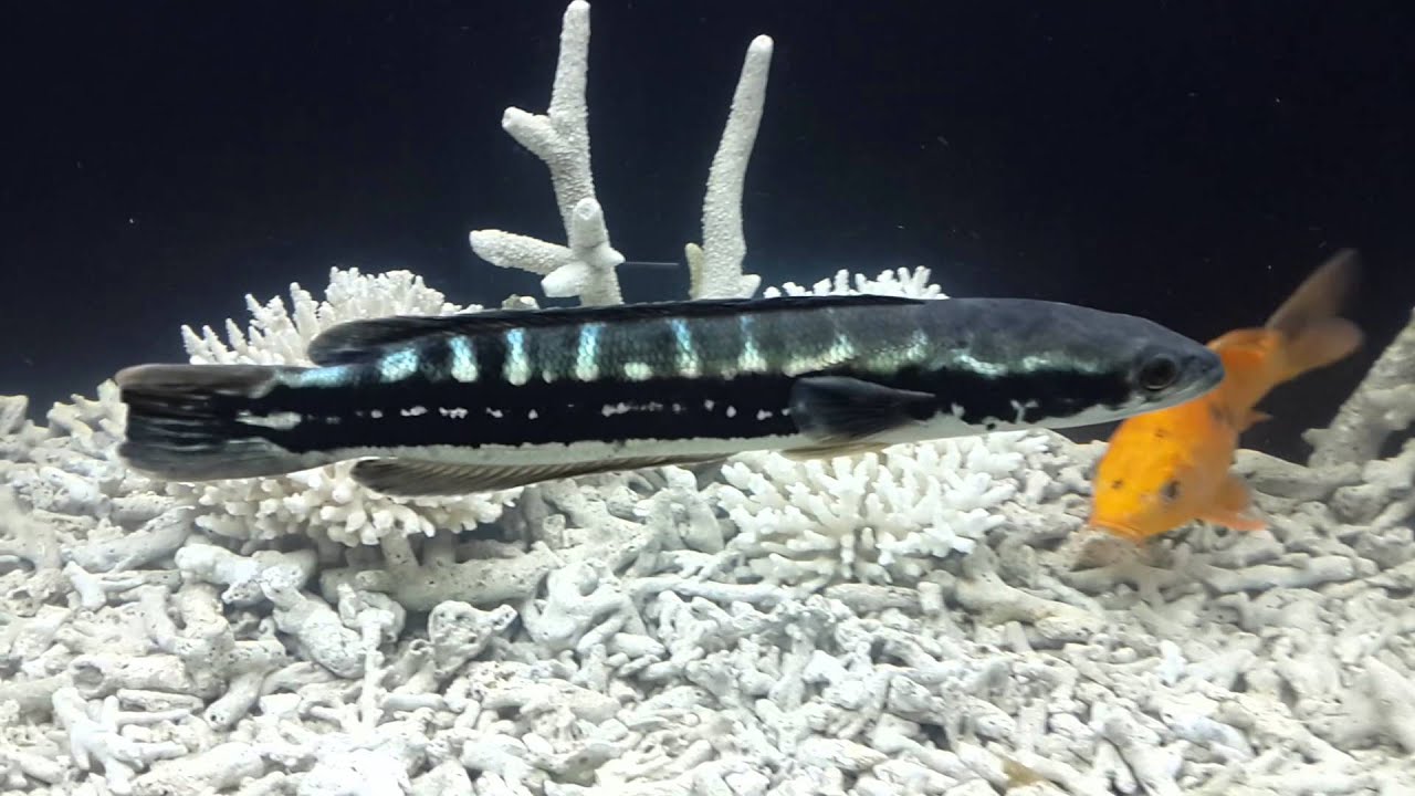 kỹ thuật nuôi cá lóc bông