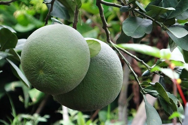 Cây bưởi da xanh cần có quy trình tưới tiêu nước hợp lý