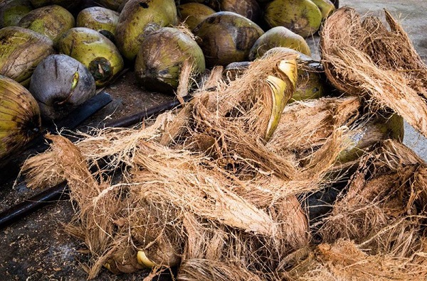 Xơ dừa giữ ẩm tốt, thoáng khí nên được sử dụng phổ biến để làm giá thể trồng lan