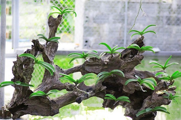 Gỗ lũa cũng là loại giá thể thường được dùng để ghép hoa lan