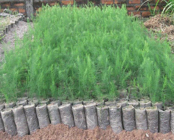 Cây giống cần được tuyển chọn kỹ lưỡng để đảm bảo năng suất sau này