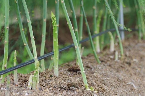 Để trồng măng tây đạt hiệu quả cao thì bà con cần chú ý đến việc lên luống cho cây