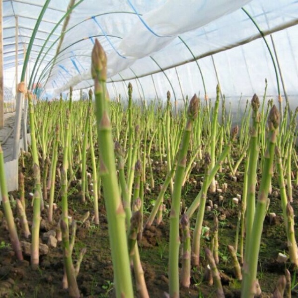 Quá trình chăm sóc cây măng tây không quá phức tạp