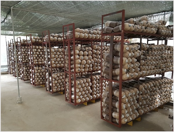 Thời vụ thích hợp nhất để trồng nấm bào ngư là vào mùa mưa