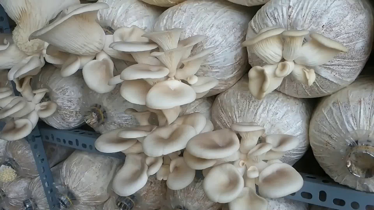 Cần tưới nước cho nấm bào ngư ở dạng phun sương