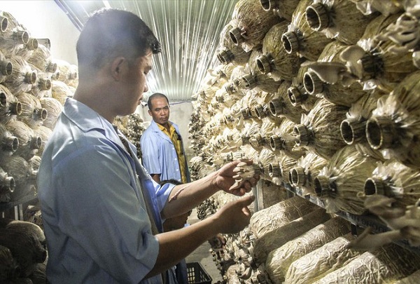 Ban đầu muốn trồng nấm bào ngư cần chuẩn bị đầy đủ các vật liệu cần thiết