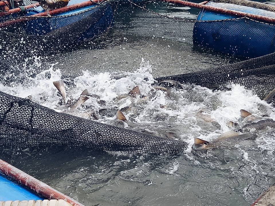 Cách nuôi cá chẽm