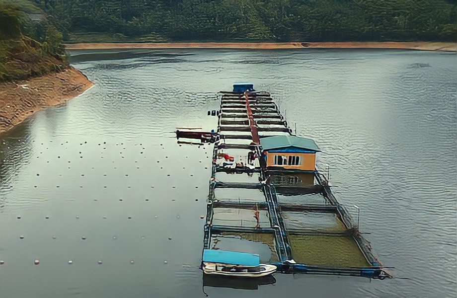 Nuôi cá lăng trong lồng bè 