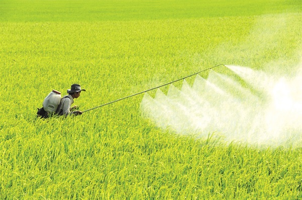 Thời điểm phun thuốc trừ sâu thích hợp nhất trong ngày là sáng sớm và chiều tối