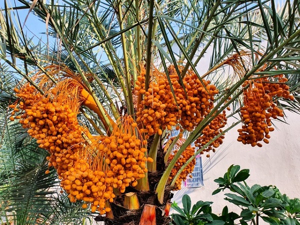 Tuy nhiên ở Việt Nam cây chà là kiểng được trồng rất nhiều