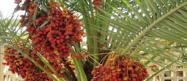 Quả chà là có công dụng cải thiện chế độ dinh dưỡng trong cơ thể