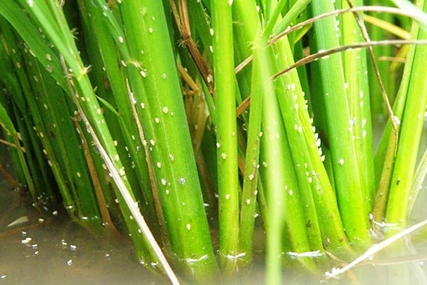 Rầy nâu có 3 giai đoạn phát triển chính là trứng, rầy non, rây trưởng thành