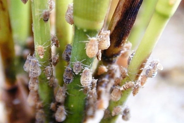 Có thể sử dụng thiên địch để tiêu diệt rầy nâu