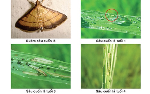 Sâu cuốn lá hại lúa có 4 giai đoạn phát triển chính