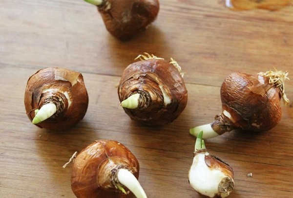 Củ giống cây hoa Tulip cần được tuyển chọn kỹ lưỡng