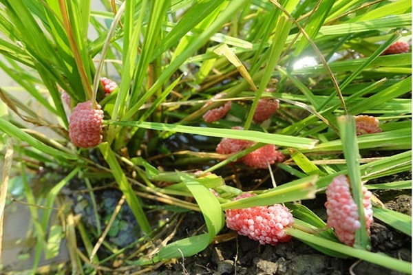 Ốc biêu vàng có vòng đời 60 ngày