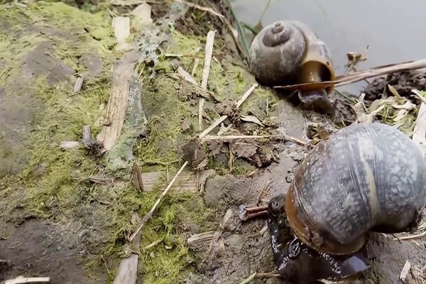 Đặc điểm bên ngoài của ốc biêu vàng rất dễ để nhận diện