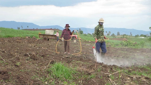 Thuốc trừ cỏ tiền nảy mầm sẽ tiêu diệt cỏ khi hạt gieo trồng trên đất chưa nảy mầm