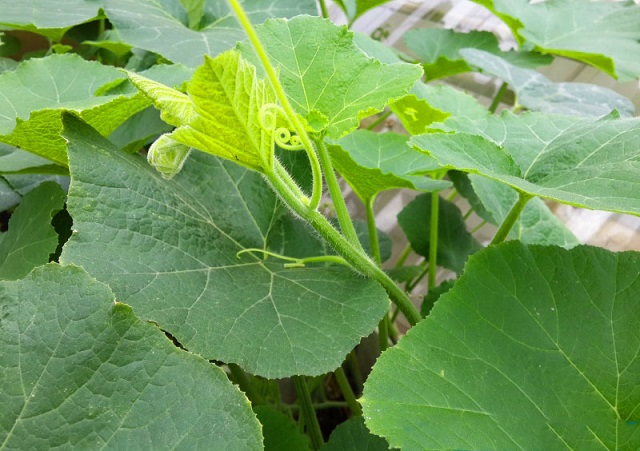 Chọn hạt giống bí siêu ngọn sẽ cho năng suất cao hơn