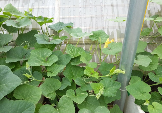 Bí đỏ ăn ngọn rất dễ trồng và đặc biệt không mất nhiều thời gian chăm sóc