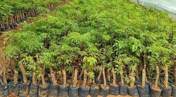 Việc lựa chọn cây giống đóng vai trò quan trọng về năng suất sau này