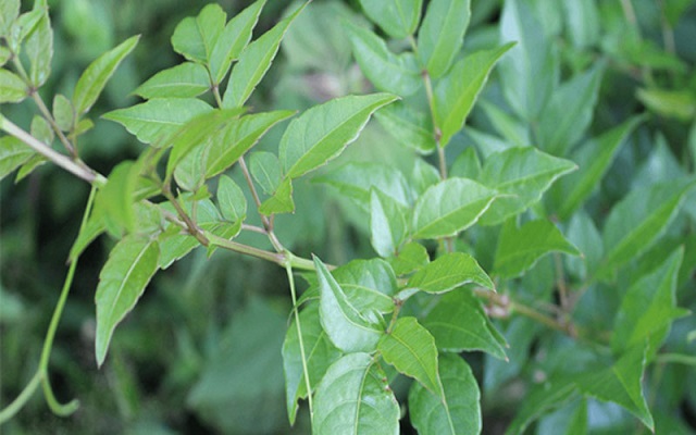 Cây chè dây có giá trị dược liệu nên mang đến thu nhập cao cho người trồng