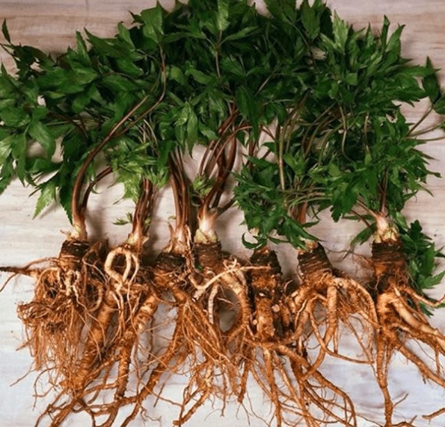 Dương quy là cây dược liệu mang lại hiểu quả kinh tế cao