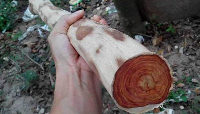 Gỗ sưa đỏ có giá trị tương đối cao trên thị trường