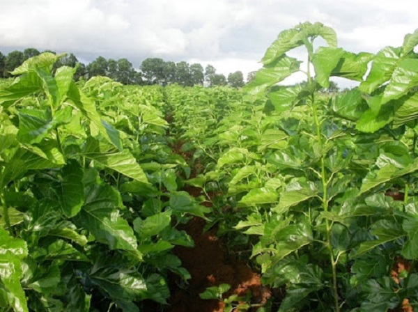 Bà con cần chú ý về lượng phân bón trước khi trồng cây