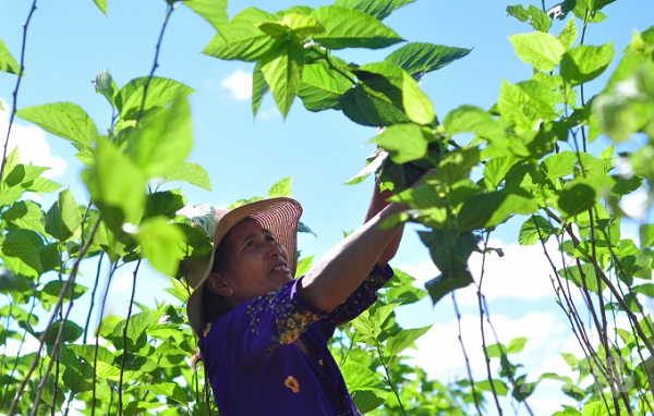 Cây dâu đẽ bị tấn công bởi các loại sâu bệnh hại nên bà con cần chú ý kiểm tra vườn thường xuyên