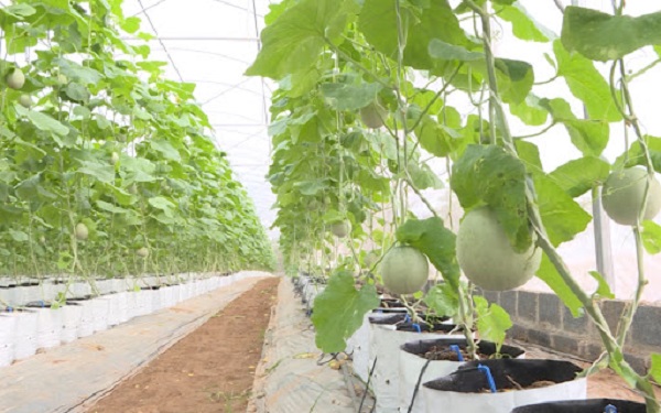 Lượng phân bón cung cấp cho dưa lưới cần đầy đủ để cây sinh trưởng, phát triển và nuôi trái cách tốt nhất