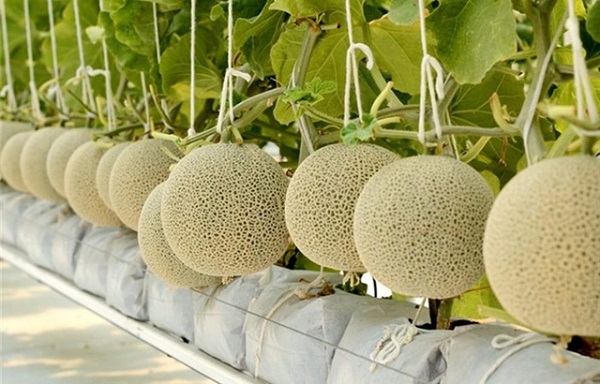 Dưa lưới công nghệ cao cần được thu hoạch đúng thời điểm