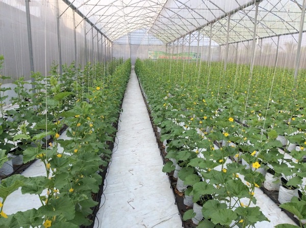 Mỗi mật độ trồng dưa sẽ mang đến năng suất khác nhau