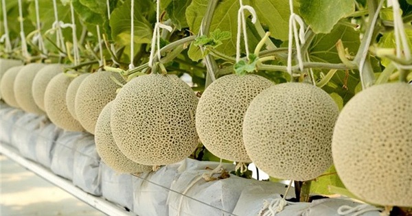 Cây dưa lưới có khả năng chống chịu sâu bệnh khá kém