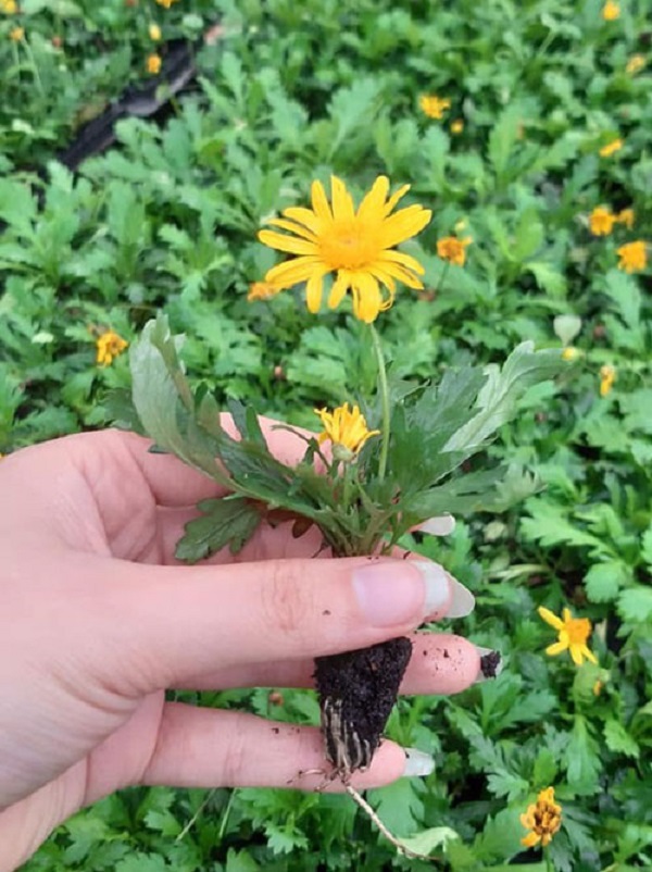 Thời vụ trồng hoa cúc vàng thích hợp nhất để cây ra hoa vào Tết là trồng vào vụ Đông Xuân