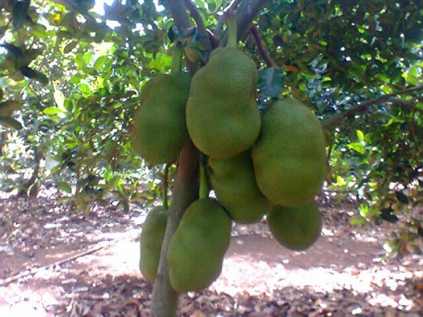 Sau khoảng 3 - 4 năm cây mít sẽ bắt đầu cho trái lần đầu tiên