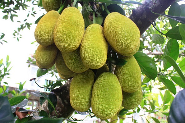 Trồng mít từ hạt là phương pháp ươm giống cây đơn giản