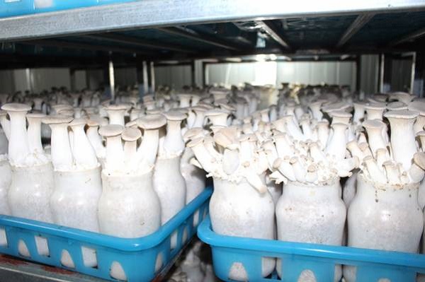 Điều kiện ánh sáng trong môi trường nuôi nấm đùi gà không thật sự cần thiết