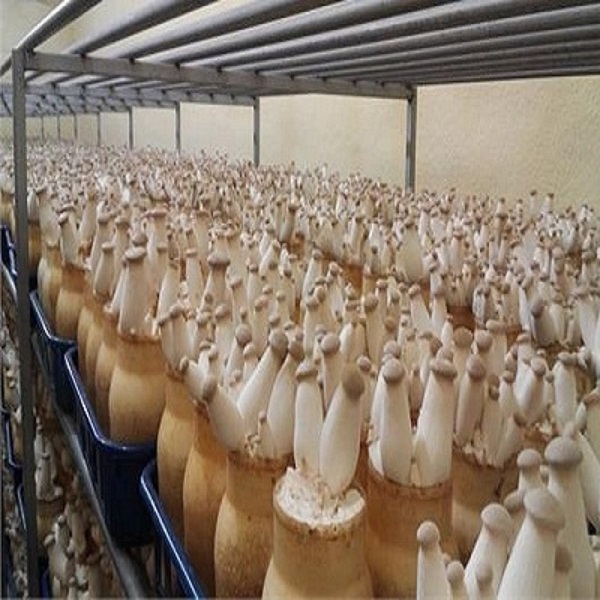 Nấm đùi gà nên được bảo quản sau thu hoạch ở điều kiện nhiệt độ mát