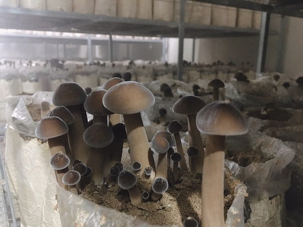 Nấm mối xuất hiện nhiều trong các món ăn nên có thị trường kinh doanh ổn định