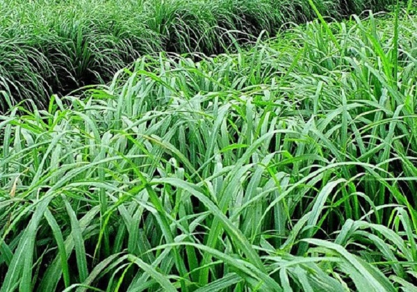 Bà con chú ý nên chọn loại đất trồng phù hợp với cây sả