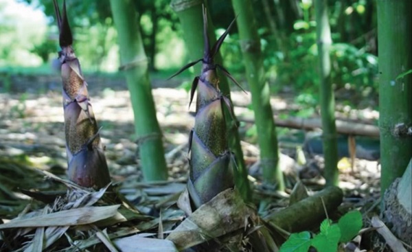 Bà con có thể chọn cây tre giống từ hom gốc hoặc hom thân 