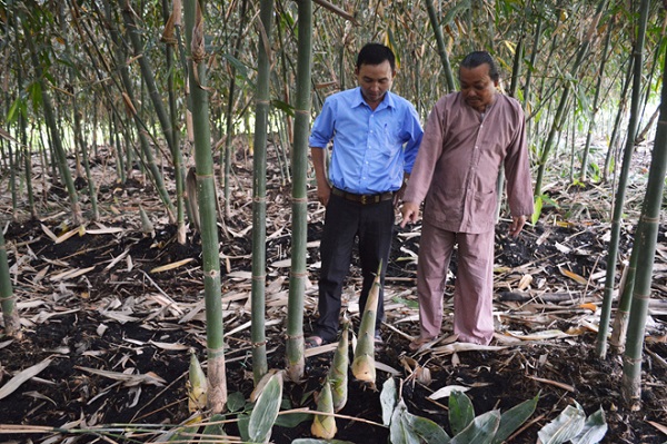 Điều kiện chăm sóc tốt sau khoảng 2 năm cây tre sẽ cho thu hoạch măng