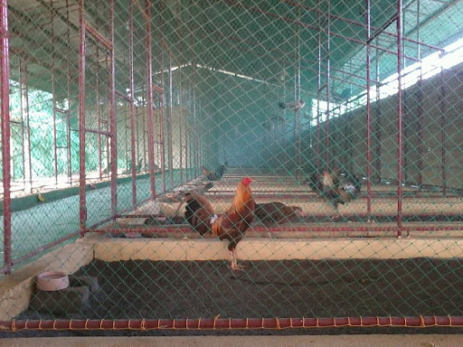 Chi phí nuôi 100 con gà