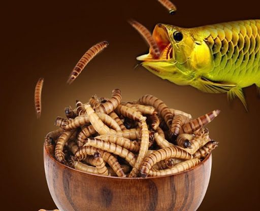 bảng giá thức ăn cho cá