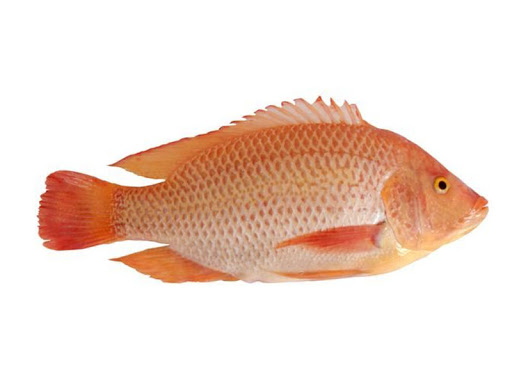 cá rô phi đỏ