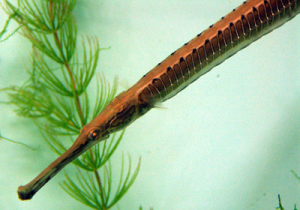 nuôi cá ngựa nước ngọt